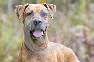 Senior Rhodesian Ridgeback Pointer Cur mix breed dog panting tongue