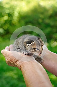 Senior's hands holding little kitten