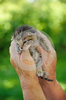 Senior's hands holding little kitten