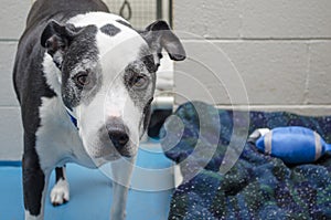 A senior shelter dog paces in his kennel