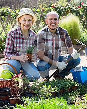 Senior smiling couple engaged in gardening