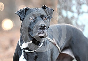 Senior spayed female Pointer mix breed dog outside on leash