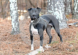 Senior spayed female Pointer mix breed dog outside on leash