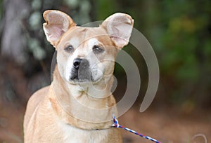 Senior spayed female Shepherd and Corgi mix breed dog with big ears outside on leash