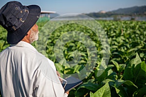 Senior tobacco grower uses a tablet to monitor the timing of tobacco planting