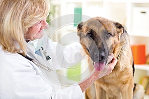 Senior veterinarian calms the dog