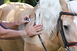 Senior veterinarian examining palomino horse