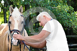 Senior veterinarian examining palomino horse on sunny day