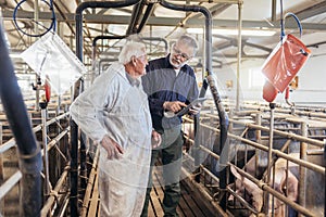 Senior veterinarian and farmer standing at the pig farm