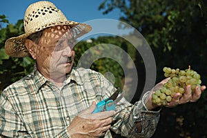 Senior vintner examining grapes