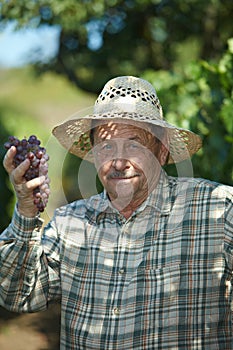 Senior vintner examining grapes