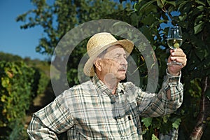 Senior vintner testing wine