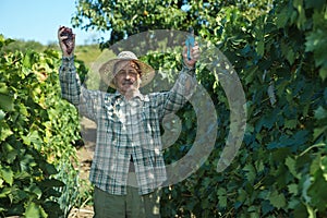 Senior vintner working in vinery