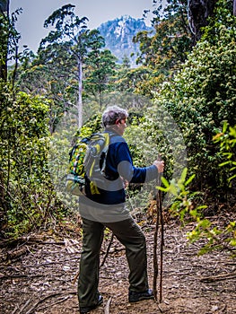 Senior in rainforest hiking at Mount Roland, Tasmania l day