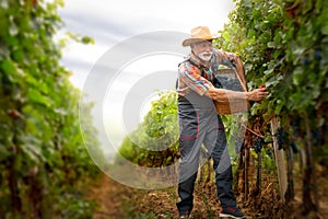 Senior well-dressed winemaker walking with basket full of freshly picked up wine