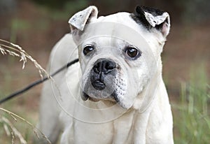 Senior White Boxer Bulldog mixed breed dog portrait