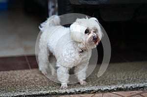 Senior white Maltese dog with Tear staining facing waiting for o