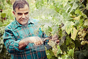 Senior winemaker cuts twigs