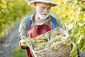 Senior winemaker with grapes on the vineyard