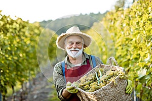 Senior winemaker with grapes on the vineyard