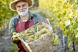 Senior winemaker with grapes on the vineyard