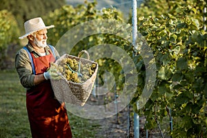 Senior winemaker with grapes on the vineyard