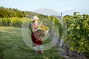 Senior winemaker with grapes on the vineyard