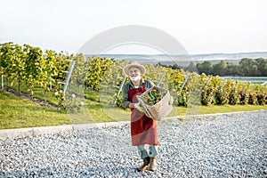 Senior winemaker with grapes on the vineyard