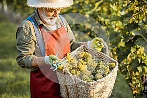 Senior winemaker with grapes on the vineyard