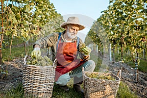 Senior winemaker with grapes on the vineyard