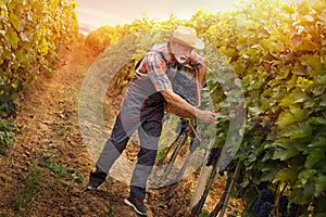 Senior winemaker harvesting grape