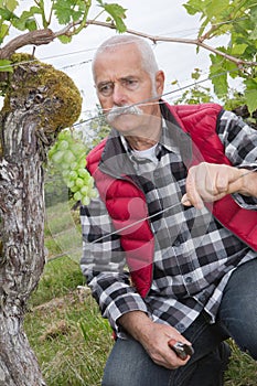 Senior winemaker inspecting vineyard