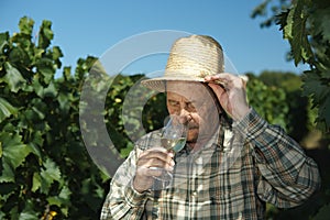 Senior winemaker testing wine photo