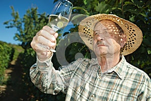 Senior winemaker testing wine