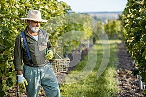 Senior winemaker on the vineyard