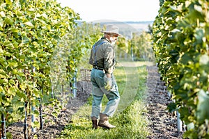 Senior winemaker on the vineyard