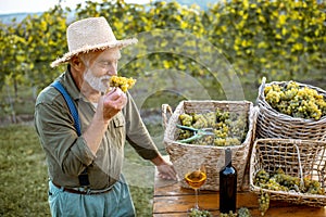 Senior winemaker with wine and grapes on the vineyard