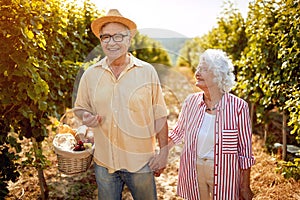 Senior winemakers walking in between rows of vines