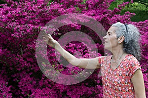 Senior woman admiring magenta Azalea shrub in bloom