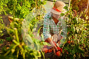 Senior woman farmer gathering crop of tomatoes at greenhouse on farm. Farming, gardening concept