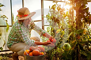 Senior woman farmer gathering crop of tomatoes at greenhouse on farm. Farming, gardening concept