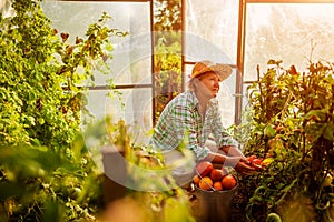 Senior woman farmer gathering crop of tomatoes at greenhouse on farm. Farming, gardening concept