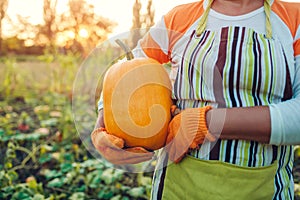 Senior woman farmer picking autumn crop of pumpkins on farm. Agriculture. Thanksgiving and Halloween preparation