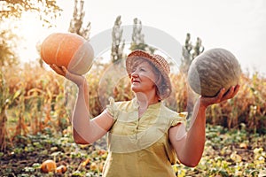 Senior woman farmer picking autumn crop of pumpkins on farm. Agriculture. Thanksgiving and Halloween preparation