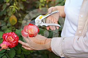 Senior woman with garden pruners cuts the bush rose. Care of plants in the garden.