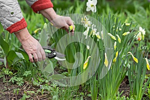 Senior woman gardener, florist picks narcissus flowers in spring organic farm, using pruner. Home gardening concept.