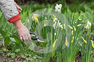 Senior woman gardener, florist picks narcissus flowers in spring organic farm, using pruner. Home gardening concept.