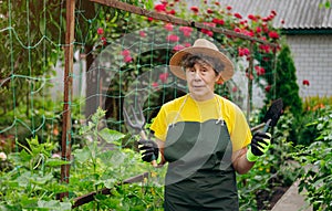 Senior woman gardener in a hat working in her yard with work tools. The concept of gardening, growing and caring for flowers and