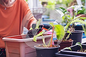 Una mujer jardinero posesión cuchara de albanil abonar joven planta  
