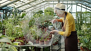 Senior woman gardener watering plants using metal watering-can working in greenhouse alone